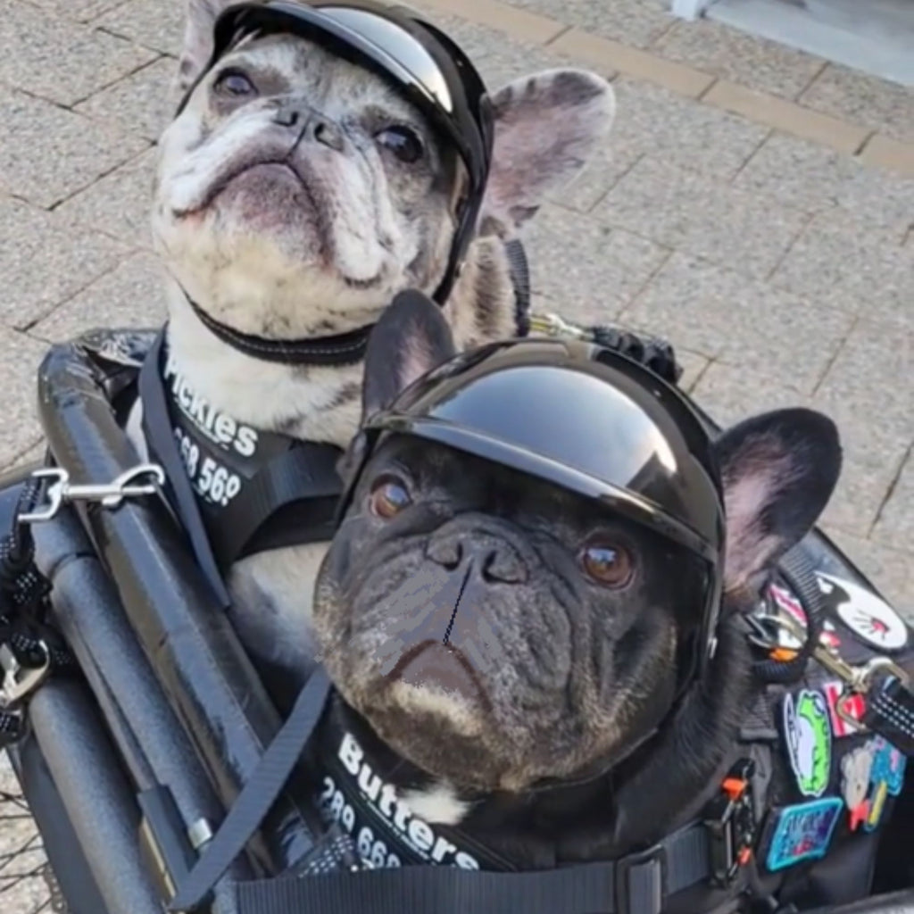 Two French bulldogs wearing black motorcycle helmets and a black pet carrier backpack with stickers and straps, photographed outdoors on a paved surface.
