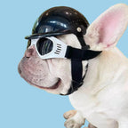 FRENCHIE IN BLAK RUSSIAN TYPE HELMENT
