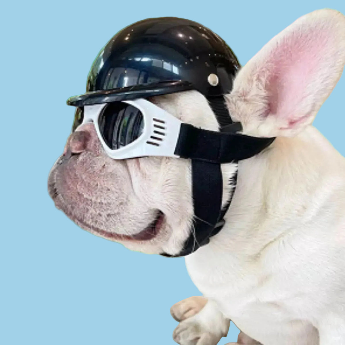 FRENCHIE IN BLAK RUSSIAN TYPE HELMENT