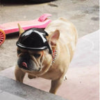 A light tan French Bulldog wearing a shiny black glossy helmet and a spiked collar, standing on an outdoor concrete surface