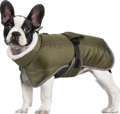 French Bulldog in olive coat